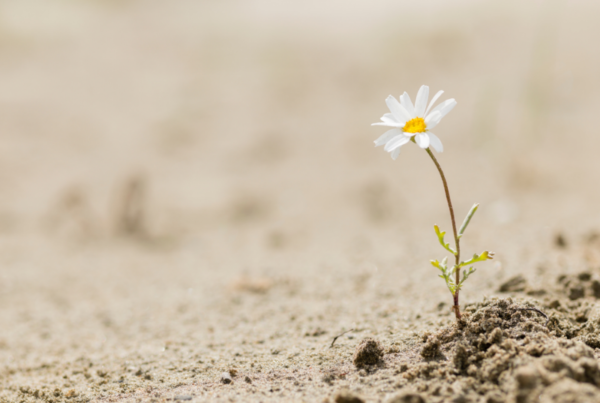 Photo of a flower blooming in the middle of the dessert showing resilience